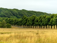 Hindsgavl Dyrehave